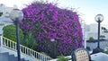 Lanzarote island flowers hotel puerto