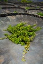 Lanzarote La Geria vineyard on black volcanic soil Royalty Free Stock Photo