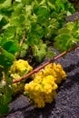 Lanzarote La Geria vineyard on black volcanic soil Royalty Free Stock Photo