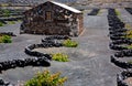 Lanzarote La Geria vineyard on black volcanic soil Royalty Free Stock Photo