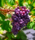 Lanzarote La Geria vineyard on black volcanic soil Royalty Free Stock Photo