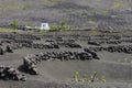 Lanzarote La Geria vineyard on black volcanic soil