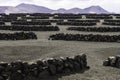 Lanzarote La Geria vineyard on black volcanic soil