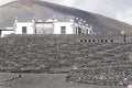 Lanzarote La Geria vineyard on black volcanic soil