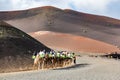 LANZAROTE, SPAIN - DEC 13, 2018: Tourist having Camel rides at the famous Echadero de Camellos of Timanfaya National Park on the