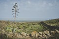 Canary Island of Lanzarote springtime nature landscape