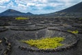 Lanzarote vineyard. Green plants on the black volcanic soil of the volcanic island