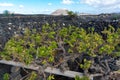 Lanzarote vineyards build on lava, La Geria wine region, malvasia grape vine in winter