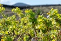 Lanzarote vineyards build on lava, La Geria wine region, malvasia grape vine in winter