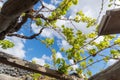 Lanzarote vineyards build on lava, La Geria wine region, malvasia grape vine in winter