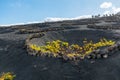 Lanzarote vineyards build on lava, La Geria wine region, malvasia grape vine in winter