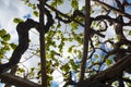 Lanzarote vineyards build on lava, La Geria wine region, malvasia grape vine in winter