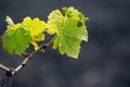 Lanzarote vineyards build on lava, La Geria wine region, malvasia grape vine in winter