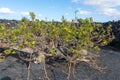 Lanzarote vineyards build on lava, La Geria wine region, malvasia grape vine in winter