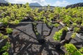 Lanzarote vineyards build on lava, La Geria wine region, malvasia grape vine in winter