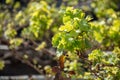 Lanzarote vineyards build on lava, La Geria wine region, malvasia grape vine in winter