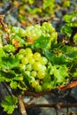 Lanzarote vineyards, La Geria wine region, malvasia grape vine i