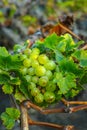 Lanzarote vineyards, La Geria wine region, malvasia grape vine