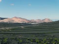 Lanzarote Vineyards