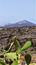 Lanzarote, volcanic stone landscape whit cactus Royalty Free Stock Photo
