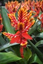 Lanzenrosette Pepita Elegant Flames. Flowering indoor plant