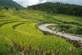 Lao Cai, Vietnam - Aug 30, 2017: Terraced rice field landscape in harvesting season with school children walking on curver road in Royalty Free Stock Photo