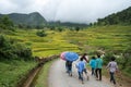 Lao Cai, Vietnam - Aug 30, 2017: Terraced rice field landscape in harvesting season with school children walking on curver road in Royalty Free Stock Photo