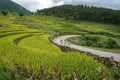 Lao Cai, Vietnam - Aug 30, 2017: Terraced rice field landscape in harvesting season with school children walking on curver road in