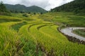 Lao Cai, Vietnam - Aug 30, 2017: Terraced rice field landscape in harvesting season with school children walking on curver road in