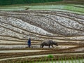 Farmer with buffalo on rice field Royalty Free Stock Photo