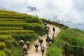 Lao Cai, Vietnam - Sep 7, 2017: Country road with water buffaloes going home among terraced rice field in Y Ty, Bat Xat district Royalty Free Stock Photo