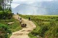 Lao Cai, Vietnam - Sep 7, 2017: Country road with water buffaloes going home among terraced rice field in Y Ty, Bat Xat district Royalty Free Stock Photo