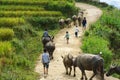 Lao Cai, Vietnam - Sep 7, 2017: Country road with water buffaloes going home among terraced rice field in Y Ty, Bat Xat district Royalty Free Stock Photo