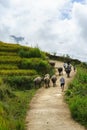 Lao Cai, Vietnam - Sep 7, 2017: Country road with water buffaloes going home among terraced rice field in Y Ty, Bat Xat district Royalty Free Stock Photo