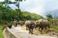 Lao Cai, Vietnam - Sep 7, 2017: Country road with water buffaloes going home among terraced rice field in Y Ty, Bat Xat district Royalty Free Stock Photo