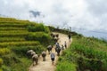 Lao Cai, Vietnam - Sep 7, 2017: Country road with water buffaloes going home among terraced rice field in Y Ty, Bat Xat district Royalty Free Stock Photo