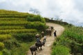 Lao Cai, Vietnam - Sep 7, 2017: Country road with water buffaloes going home among terraced rice field in Y Ty, Bat Xat district Royalty Free Stock Photo