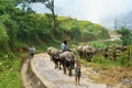 Lao Cai, Vietnam - Sep 7, 2017: Country road with water buffaloes going home among terraced rice field in Y Ty, Bat Xat district Royalty Free Stock Photo