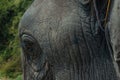 Lao Elephant Festival, Hongsa, Laos.