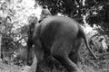 Lao Elephants are ready for a tourist safari or heavy work in the forest