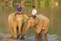 Lao men sit on elephants backs at the river bank at sunrise in Luang Prabang, Laos. Royalty Free Stock Photo