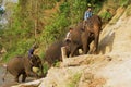 Lao people ride elephants at the river bank at sunrise in Luang Prabang, Laos. Royalty Free Stock Photo