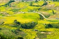 Laocai Vietnam Vietnam Paddy fields, terraced culture, Sapa, Vietnam