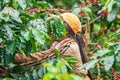 Laos Girl is harvesting coffee berries in coffee farm on Bolaven Plateau, a coffee grower`s utopia. Champasak Province, Laos.