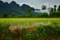 Laos Rice field betwee mountains with Rice Hut early in the moring. Asia food growing