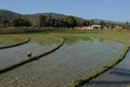 Laos: A rice field near Champasak and PAkse City