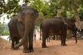 Laos: Two asian elephants with Mahouds waiting for tourists