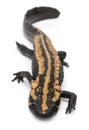 Laos Warty Newt, Paramesotriton laoensis