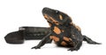 Laos Warty Newt, Paramesotriton laoensis