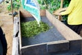 Laos woman people working process steaming dried or pan firing t Royalty Free Stock Photo